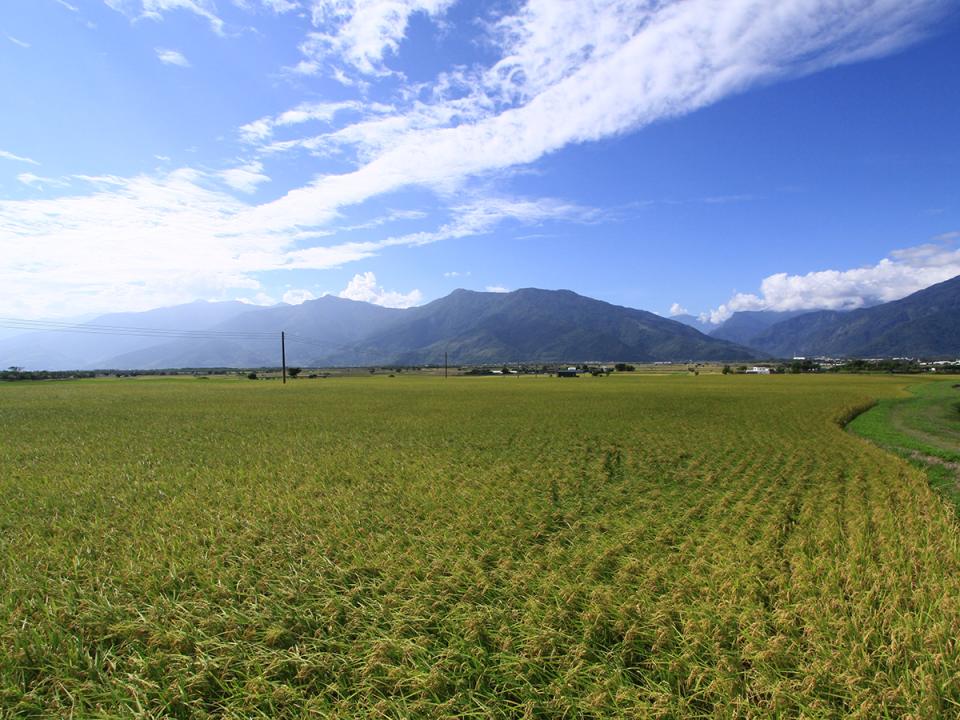伯朗大道：稻田與遠山