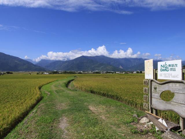 伯朗大道：田間小路與稻田