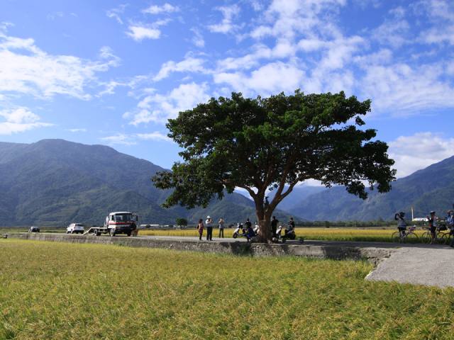 伯朗大道：田間的大樹